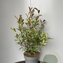 Photinia fraseri Louise 70-80 cm 15L