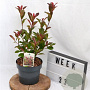 Photinia fraseri 'Mandarino' 40-50 cm 3,0L
