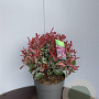 Photinia fraseri Pink Marble 35-40 cm 10L bol