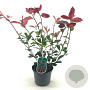 Photinia fraseri 'Red Robin' 40-50 cm 2,0L