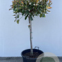 Photinia fraseri 'Red Robin' 80 cm stam cont. 70L