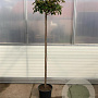 Photinia fraseri 'Red Robin' 160 cm stam 25L bol