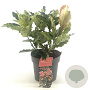 Photinia serratifolia Pink Crispy 20-30 cm 2,0L