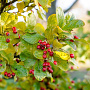 Photinia villosa 10-12 HO draadkluit 250 cm stam