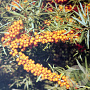 Hippophae rhamn. 'Darspel' 100-125 cm 40L struik