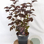 Physocarpus opulif. 'Diabolo' 30-50 cm 3,0L