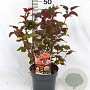 Physocarpus opulif. Lady in Red 30-50 cm 3,0L