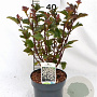 Physocarpus opulif. 'Red Baron' 30-50 cm 3,0L