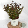 Physocarpus opulif. Tiny Wine 30-50 cm 3,0L