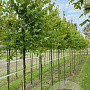 Acer buergerianum 12-14 HO draadkluit 3 X verplant