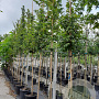 Acer campestre 'Elsrijk' 10-12 HO container 