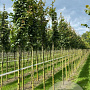 Acer campestre 'Green Column' 10-12 HO draadkluit