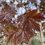 Acer plat. 'Deborah' 12-14 HO container