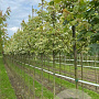 Acer plat. 'Drummondii' 12-14 HO draadkluit 3 X verplant