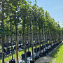 Acer pseudoplatanus 10-12 HO container 