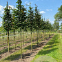 Carpinus betulus 20-25 HO draadkluit 3 X verplant
