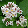 Catalpa bignonioides 450-500 cm draadkluit meerstammig