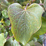 Cercis can. 'Merlot' 125-150 cm draadkluit meerstammig