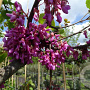 Cercis siliquastrum 125-150 cm container struik