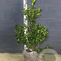 Ilex aquifolium 60-80 cm met kluit