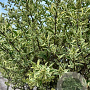 Ligustrum j. 'Silver Star' 8-10 cm container