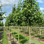 Liquidambar s. 'Kuijck Garden' 18-20 HO draadkluit verplant