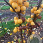 Malus 'Golden Hornet' 150-175 cm draadkluit meerstammig 80-100 breed