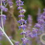 Perovskia atripl. 'Little Spire' 25-30 cm 2,0L