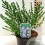 Prostanthera cuneata 20-30 cm 2,0L