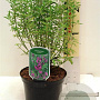 Prostanthera rotundifolia 30-40 cm 2,0L