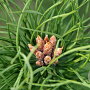 Pinus nigra 125-150 cm draadkluit solitair