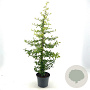 Pyracantha 'Golden Paradise' 40-50 cm 3,0L