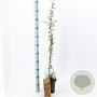 Pyracantha 'Orange Glow' 70 cm 2,0L met stok