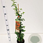 Pyracantha 'Orange Glow' 70-80 cm 2,5L