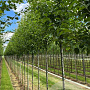 Pyrus calleryana 'Chanticleer' 14-16 HO draadkluit 3 X verplant