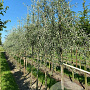 Pyrus nivalis 12-14 HO draadkluit 3 X verplant