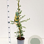 Pyracantha 'Soleil d'Or' 70-80 cm 2,5L