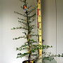 Pyracantha 'Soleil d'Or' 80-85 cm 3,0L
