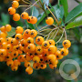 Pyracantha 'Soleil d'Or' GM stektray 150 gaats