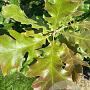 Quercus stellata 150-175 cm draadkluit meerstammig 80-100 breed
