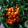 Pyracantha 'Teton' 30-40 cm 2,5L