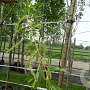 Salix alba 'Chermesina' 18-20 HO container 125 cm stam LEIVORM