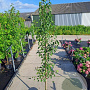 Pyrus calleryana 'Chanticleer' 200-225 cm 18L