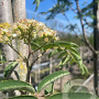 Sorbus auc. 'Sheerwater Seedling' 10-12 HO container 