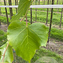 Tilia cordata 'Greenspire' 16-18 HO draadkluit 3 X verplant