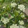 Viburnum nudum 150-175 cm draadkluit struik