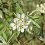 Pyrus salicifolia 'Pendula' 6-8 HO 10L 180 cm stam