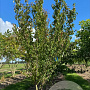 Cornus officinalis 150-175 cm draadkluit meerstammig 80-100 breed