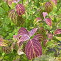 Cornus wilsoniana 150-175 cm draadkluit meerstammig 80-100 breed