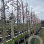 Prunus 'Accolade' 12-14 HO container